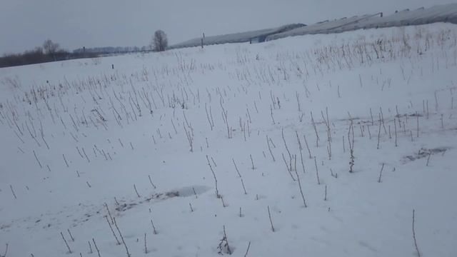 Посадка рассады смородины, Подготовка к посадке чёрной смородины весной... смотреть онлайн