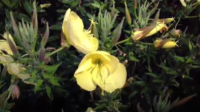 Цветы - в народе "AZAN" смотреть онлайн