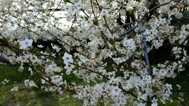 Красивые цветущие деревья весной, пение птиц и расслабляющая нежная музыка! смотреть онлайн