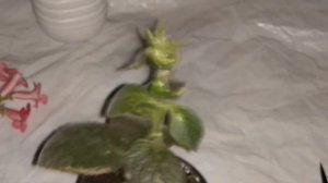 КОЛЕРИЯ моё новое растение. Обрезка,  укоренение, проблемы