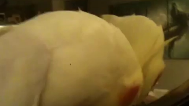 Семейка Аддамс в исполнении попугая смотреть онлайн