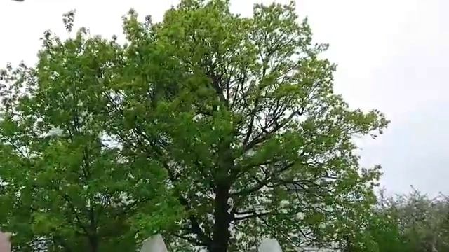 Собор Архистратига Михаила в Ломоносове смотреть онлайн
