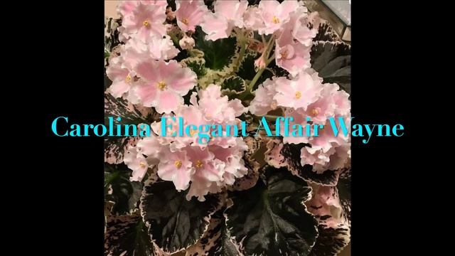 AFRICAN VIOLETS Wayne Geeslin'S. AMAZINGLY GROWN! TYPES WITH THE NAMES. смотреть онлайн