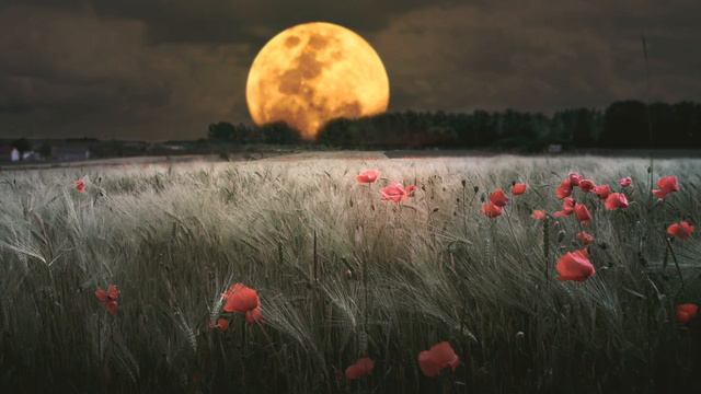 Lua cheia ⛦ Jan Duarte смотреть онлайн