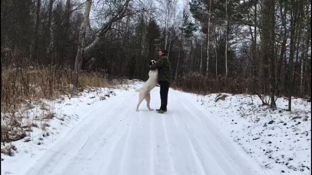 Бугай Алабай Хан Хайдар. 9мес. Сын Улана и Дивы. смотреть онлайн