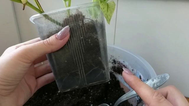 Комнатные растения?Чья паутина??♀️Сциндапсус (эпипремнум)?Уход и содержание?Полив?Освещение?Грунт?