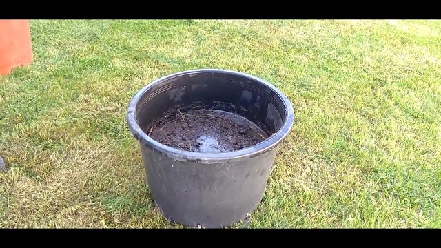 ЭКСПЕРИМЕНТ : КАРТОФЕЛЬ В ОГРОМНОМ ГОРШКЕ