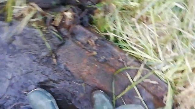 Сибирь находки в болоте даются но тяжело. смотреть онлайн