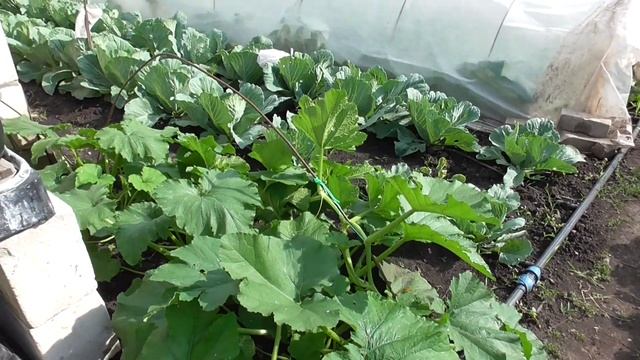 Обрываю цветы на картошке// Раствор от Фитофторы, Осмотр цветов// смотреть онлайн