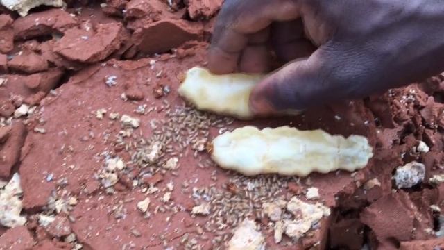 Клонирование матки термита. Царица термитов создала клона для телепортации