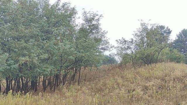 Убывающая луна с 22 сентября - 5 октября 2021. Что можно и нельзя делать. Фазы луны. Влияние луны. смотреть онлайн