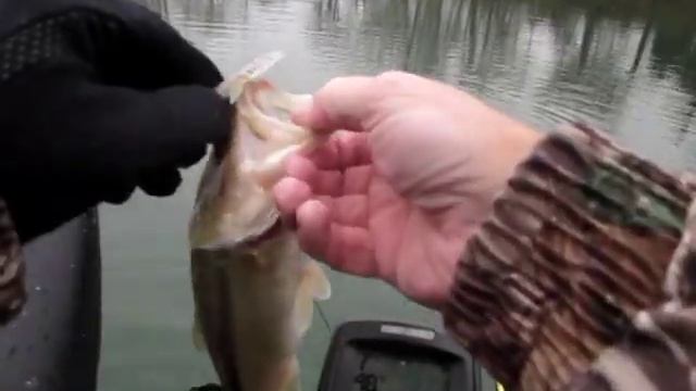 Best Line?  4 Lb Vs 6 Lb Comparison