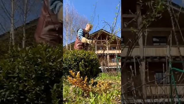 Новинка! Перчатки для роз от Foxgloves. Достойная альтернатива Gold Leaf Tough Touch смотреть онлайн