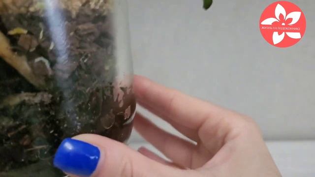 Орхидея Summer Breath (Дыхание лета) смотреть онлайн