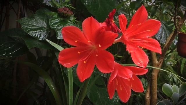 РЕЛАКСАЦИЯ, МЕДИТАЦИЯ, САМОРЕГУЛЯЦИЯ, РЕИНКАРНАЦИЯ под ШУМ ДОЖДЯ смотреть онлайн