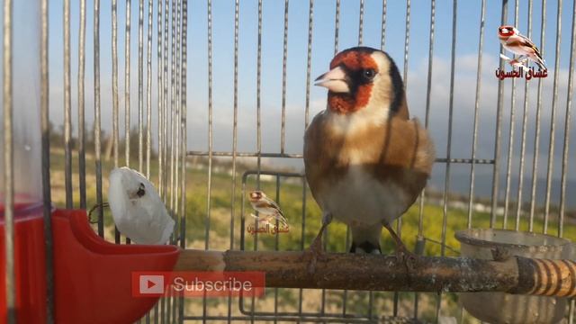 مقنين خلوي ممتاز, افضل غناء طائر الحسون هذا الشهر смотреть онлайн