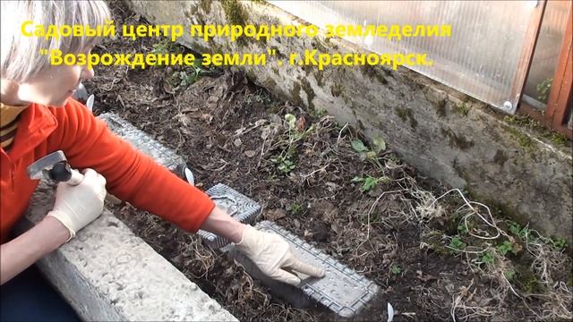 Как посеять огурцы чтобы быстро взошли? смотреть онлайн