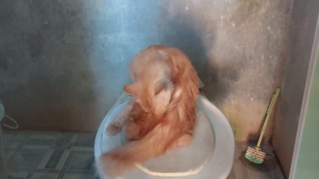 My cat likes hanging out in the toilet. смотреть онлайн