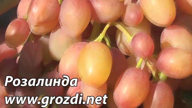 Розалинда смотреть онлайн