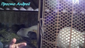 ЩЕНКИ НУТРИИ  когда отсаживать разведение нутрий