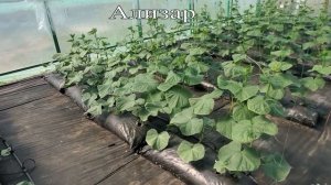 Нехватка бора и кальция на огурцах. Обзор различных гибридов, растущих в одной теплице!