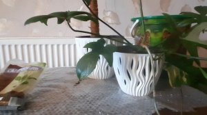 Филодендрон: пересадка и уход