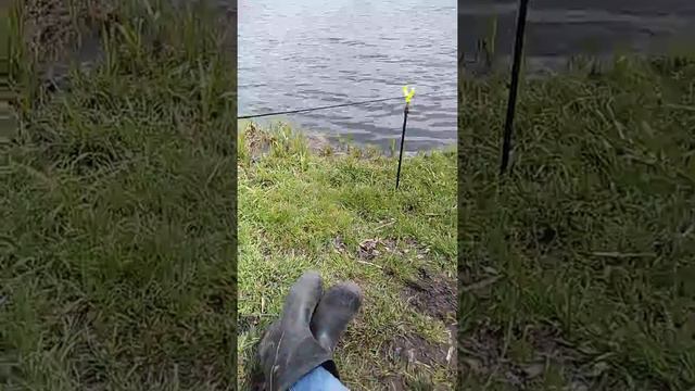 Фарфорист 3 пруд