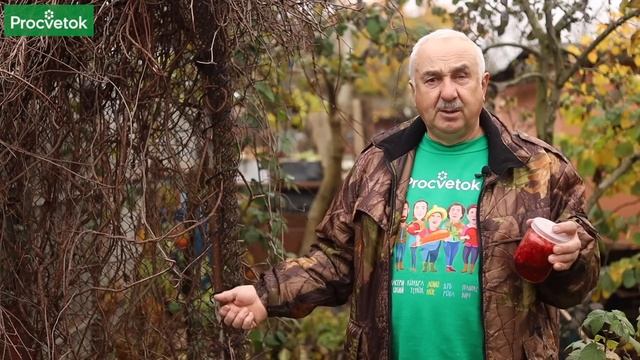 ЯГОДА 5 ВКУСОВ ЛИМОННИК КИТАЙСКИЙ полезные свойства и способы применения смотреть онлайн