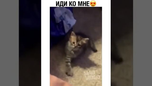 Как позвать котёнка? ? смотреть онлайн