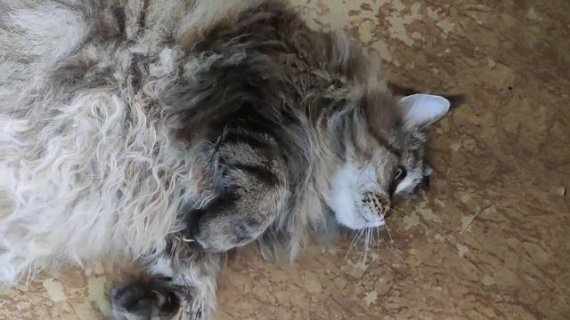 мейнкун смотреть онлайн