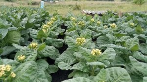 Вершкование махорки. Зачем?