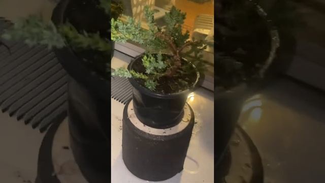 My new Juniper Procumbens Nana bonsai tree смотреть онлайн