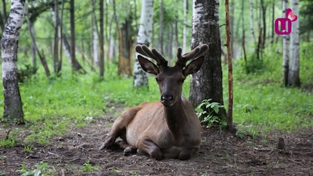 В «Кузнецкий Алатау» без денег смотреть онлайн