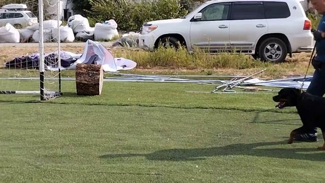 Суки чемпионы - моно ротвейлеров Краснодар 2023