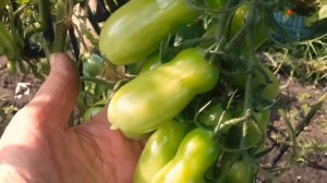 Фляшен - томат! Идеальный сорт для консервирования