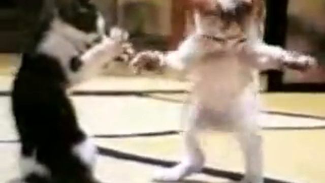 ARAPÇA ŞARKILAR KEDİ смотреть онлайн