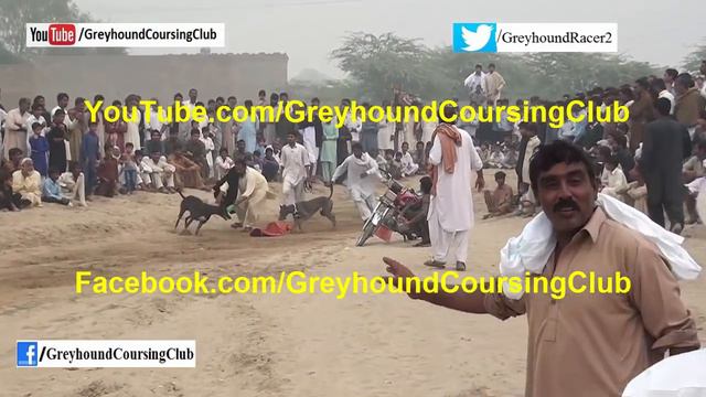 Race in desert #1 | greyhound race 2018 | dog racing | Race in Pakistan смотреть онлайн