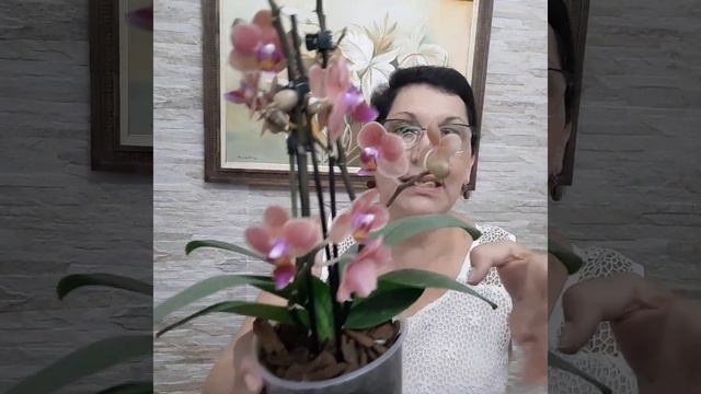 Novidades desta semana 20 de Setembro chame pelo WhatsApp 19 98906 9617 смотреть онлайн