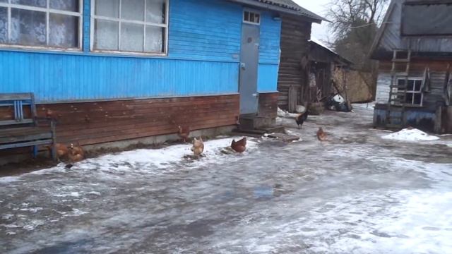 Курица догоняет стадо смотреть онлайн