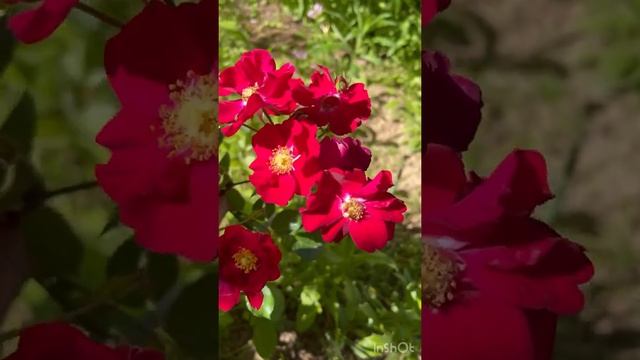 Rose Matador / Роза Матадор #roses #розы #roseflower #матадор #matador