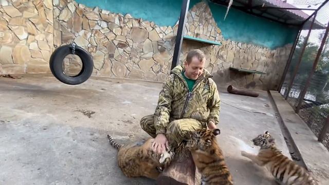 Как же этим тигрятам и львятам НУЖНА ЛАСКА ! смотреть онлайн