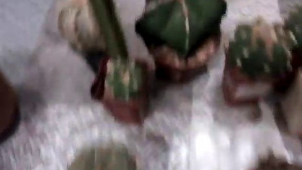 Astrophytum myriostigma. Астрофитум мириостигма в моём доме.