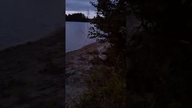 КОТ С КОРОТКИМИ ЛАПКАМИ смотреть онлайн