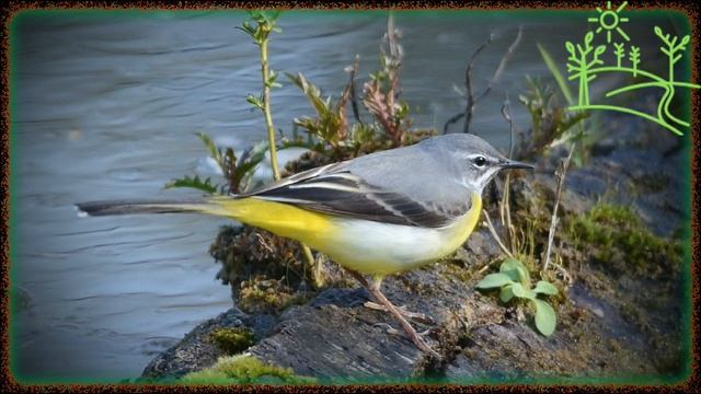 Голоса птиц Как поёт Горная трясогузка (Motacilla cinerea).mp4 смотреть онлайн