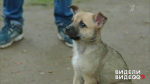 Щенок из "Ералаша". Видели видео? Фрагмент выпуска от 23.08.2018