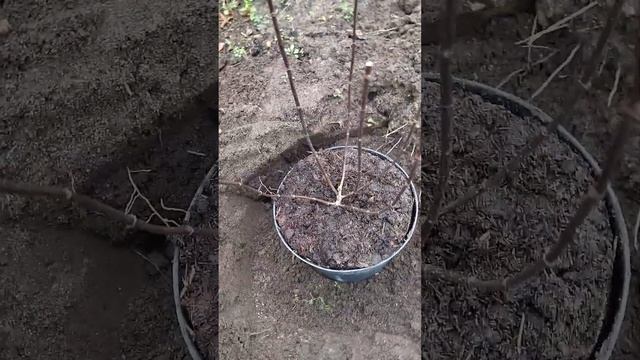 Теперь все сажаю только под доску – получается ровно с первого раза, и пересаживать не приходится смотреть онлайн