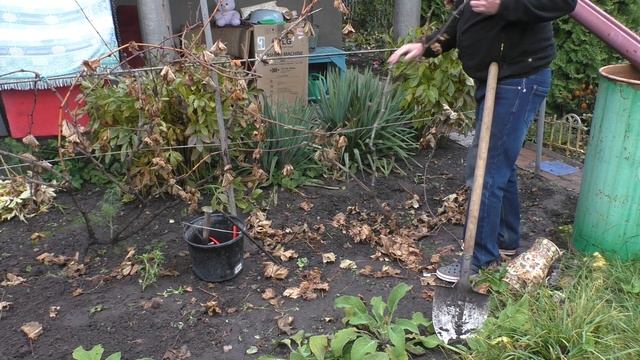 ?Исправление ошибок формировки взрослого куста винограда смотреть онлайн