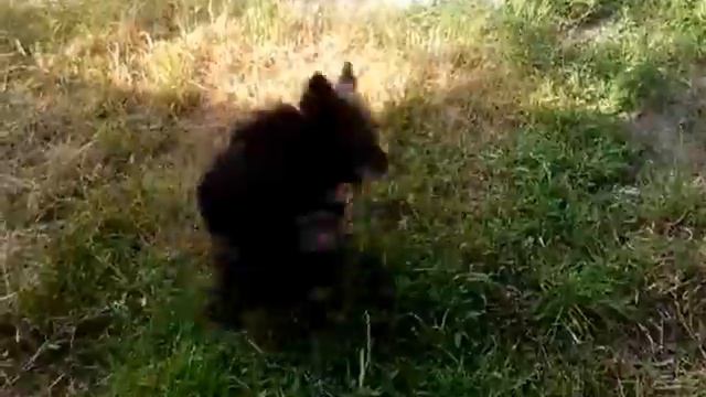 Поймай хвост смотреть онлайн