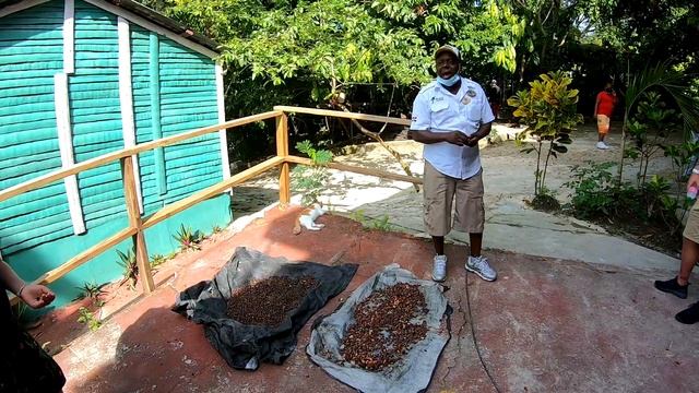 Экскурсия на органические плантации кофе и какао в Доминикане смотреть онлайн