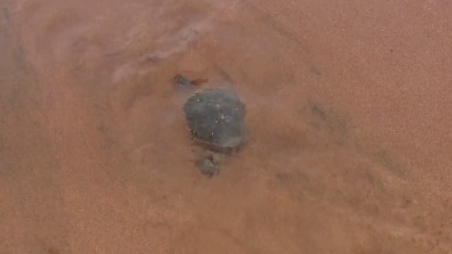 Ливадия. Наблюдаем за крабикок. Livadia. We witness the crab. смотреть онлайн